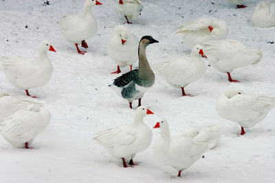有毒廃水の池にハクガンが飛来、数千羽死ぬ 米モンタナ