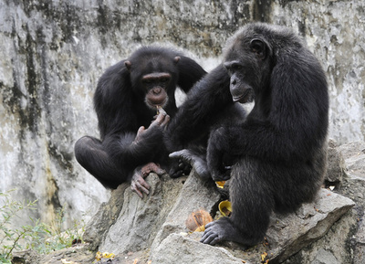 チンパンジーの「手話」を一部解読、英研究チーム