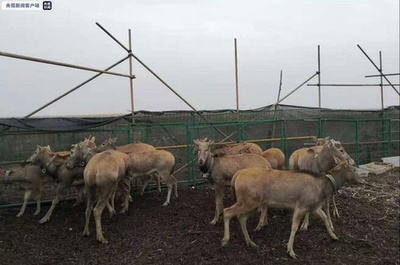 北京のシフゾウ、洞庭湖で野外生活を開始