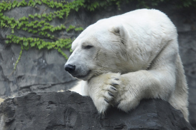 ホッキョクグマを安楽死、甲状腺部に腫瘍 米NYの動物園