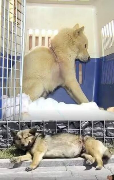ワナにかかった捨て犬、韓国で相次ぎ発見…内臓まで損傷「誰がこんなひどいことを？」