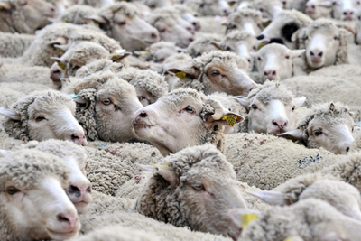 ヒツジも「ケータイ」持つ時代？南アの奇抜な泥棒対策