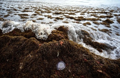 海岸にクラゲと藻類漂着 スペイン