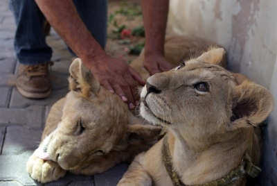 ガザで最後のトラ 世界最悪の動物園 から新天地の南アへ 写真22枚 国際ニュース Afpbb News