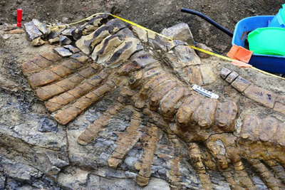 恐竜の尻尾の化石、完全な形で発見 メキシコ