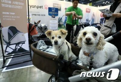 韓国・昨年遺棄されたペット11万匹…16％を安楽死