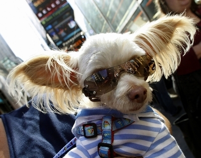 空腹のあまり家主のイヌを調理しようとした男を逮捕、韓国