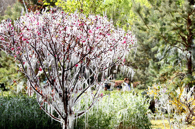 花からつらら、急激な気温低下が生んだ幻想的光景 中国