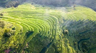 稲の青さあふれる夏の棚田 貴州