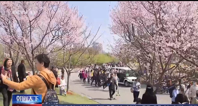 桜まつり初の土日、20万人が殺到 上海　