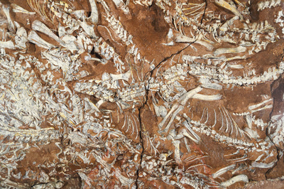 修復に3年、太古の「神獣」の化石を元の姿に 山西