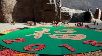 アカゲザル自然保護区でも年越しパーティー　中国・河南省