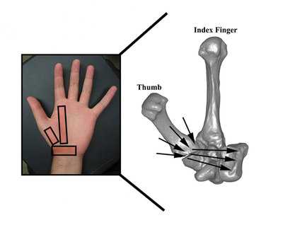 「ホビットはヒトの新種」説を裏付ける新たな証拠、手首構造の分析で