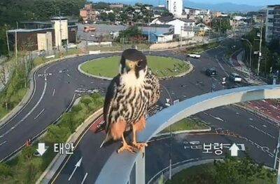 韓国で話題沸騰、防犯カメラに映り込む「かわいらしい」絶滅危惧種