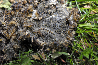 ベルギーで毛虫が大量発生