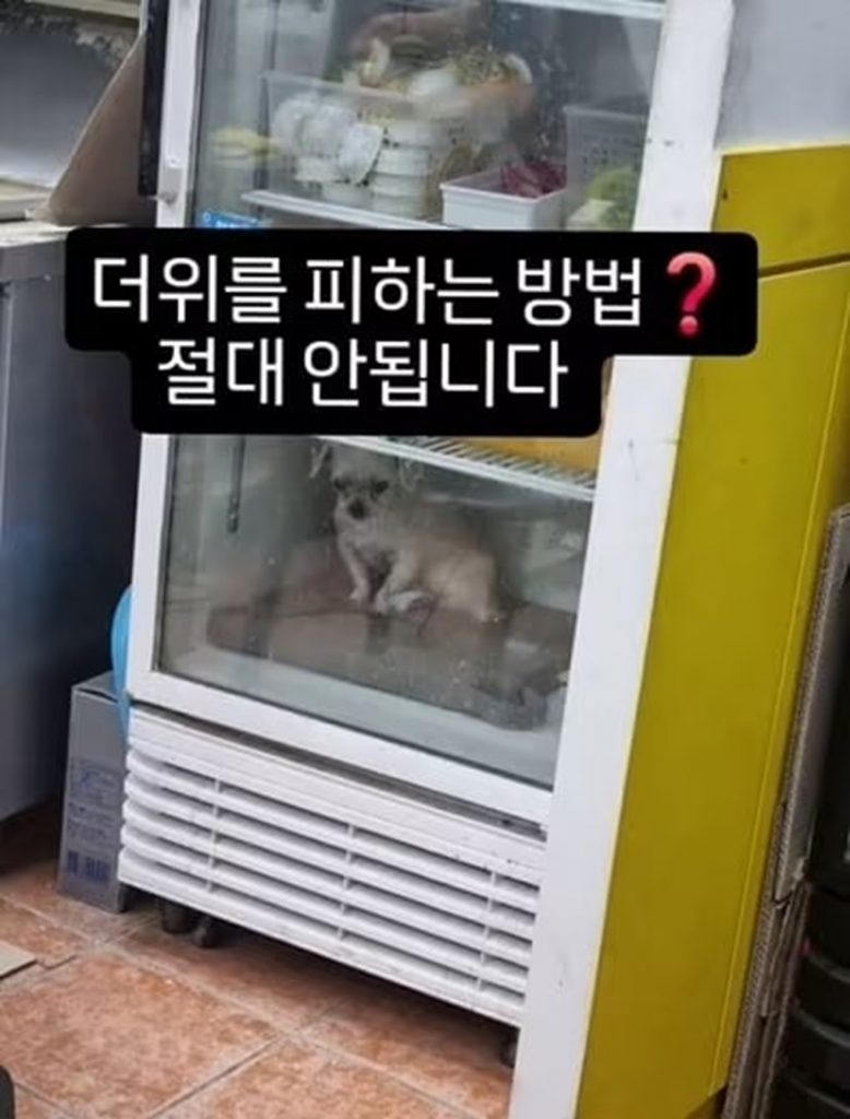 冷蔵庫の中で震える子犬の様子＝ケア提供(c)news1