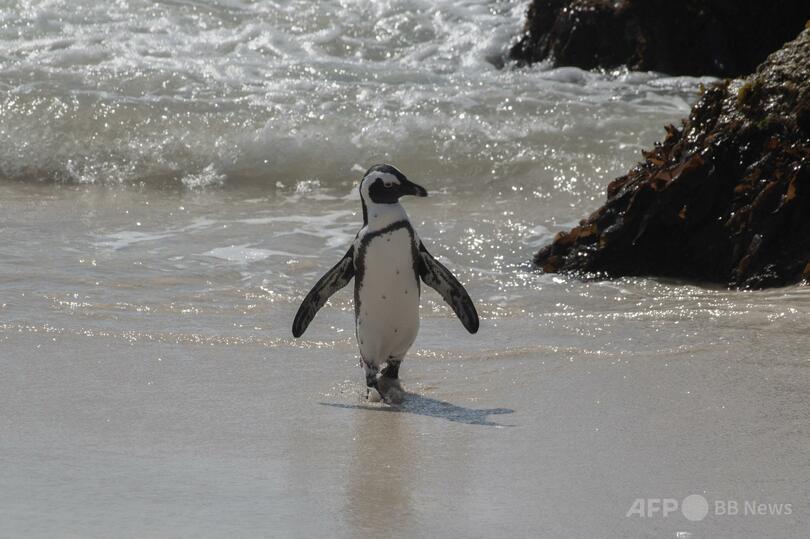 ペンギンがトランプ関税に「報復」？ ペンギン原因でヘリ墜落
