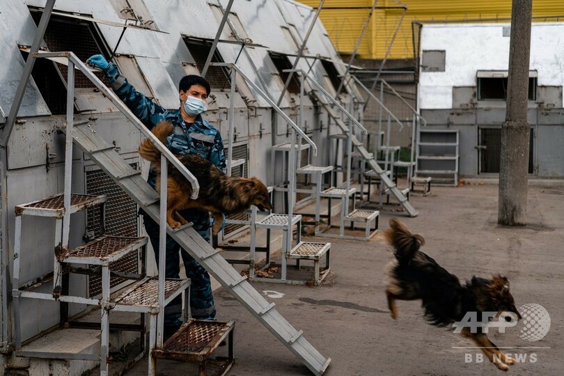 ロシア、コロナ感染過去最多に 航空大手は探知犬を訓練