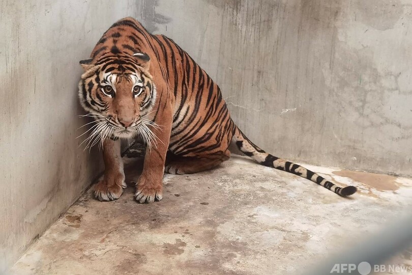 切断されたトラの頭部 タイの 偽装動物園 で押収 密輸に関与か 写真4枚 国際ニュース Afpbb News