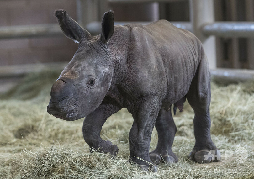 人工授精でミナミシロサイの赤ちゃん誕生、絶滅寸前の亜種にも希望