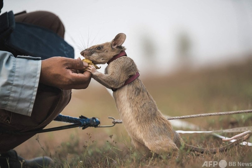 カンボジアの地雷除去で大活躍 ネズミの マガワ が引退 写真2枚 国際ニュース Afpbb News