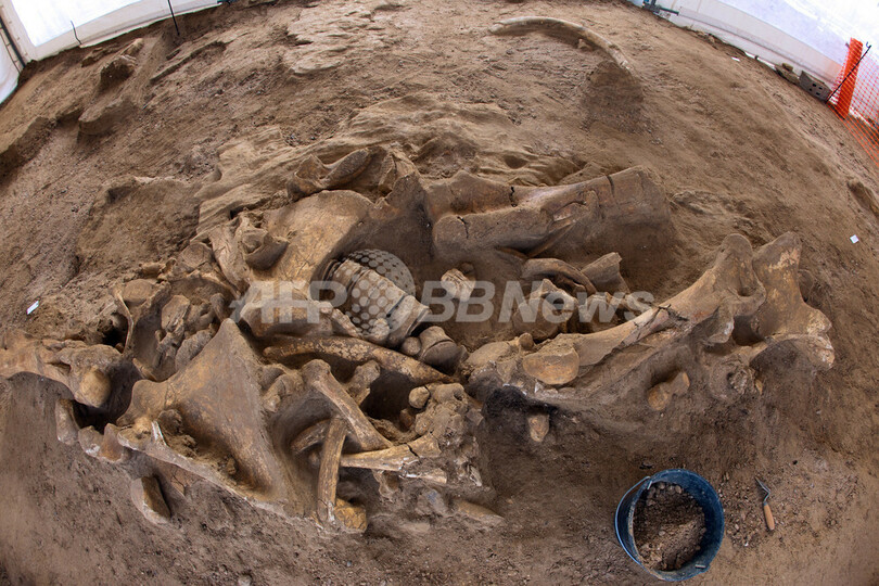 ほぼ完全なマンモスの骨格、仏パリ近郊で発掘