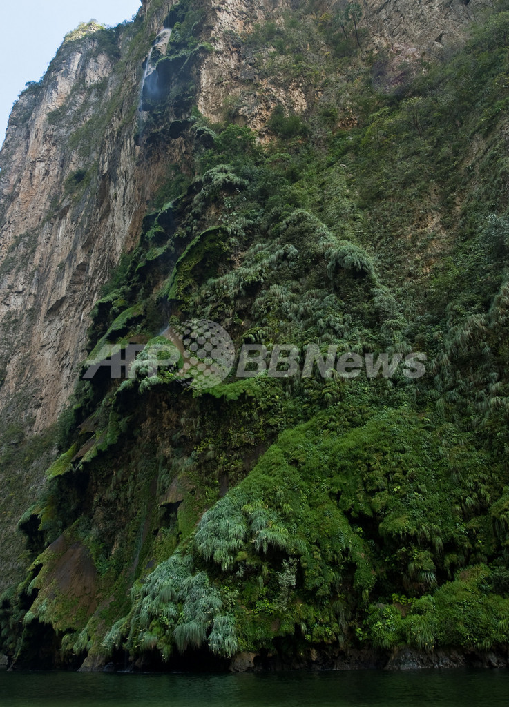メキシコの渓谷に滝のクリスマスツリー 写真3枚 国際ニュース Afpbb News