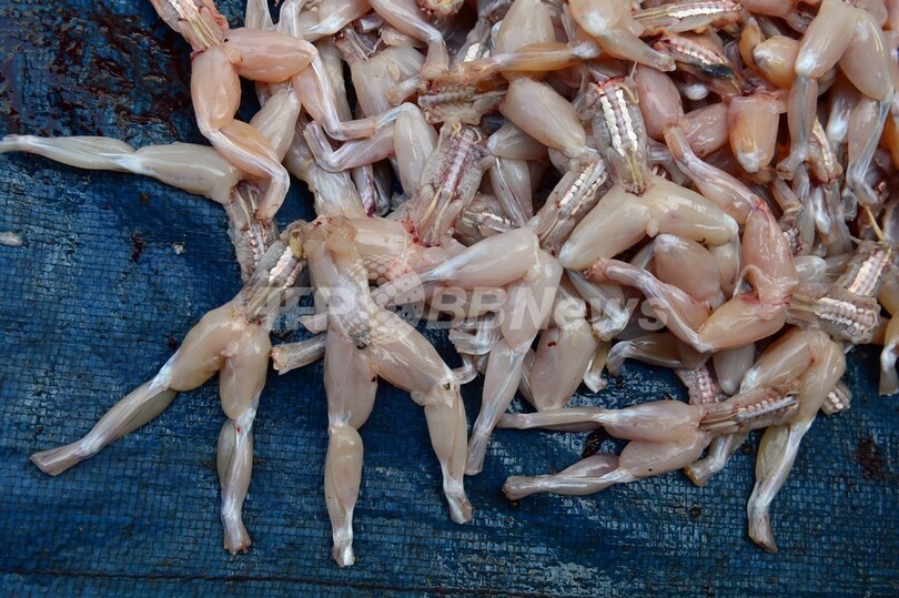 カエルの脚 英国料理 の食材だった 遺跡で骨発見 写真1枚 国際ニュース Afpbb News