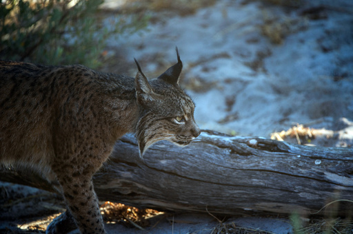 イベリアオオヤマネコを絶滅から救う捕獲飼育作戦 スペイン 写真25枚 国際ニュース Afpbb News
