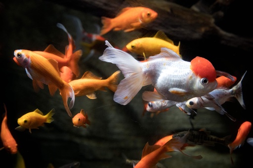 捨てられた金魚600匹 水族館で 第二の魚生 仏パリ 写真6枚 国際ニュース Afpbb News