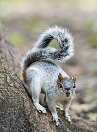 img_57a987b833e7a585cc2a30ad4a