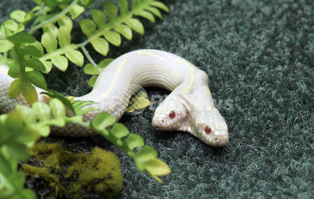 独立した個性を持った双頭のヘビが大人気 ウクライナ 写真3枚 国際ニュース Afpbb News