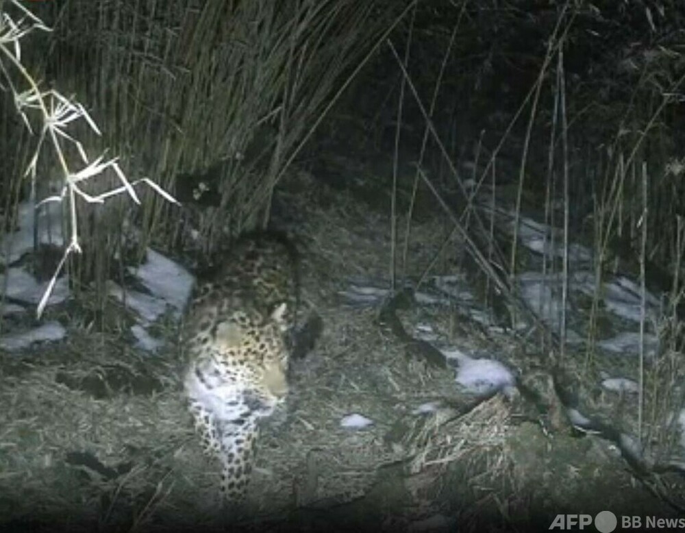 中国ジャイアントパンダ国立公園雪宝頂エリアでヒョウの映像を初撮影