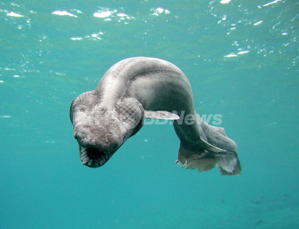 深海に生息する珍しいサメ、「ラブカ」 静岡 写真4枚 国際ニュース:AFPBB News