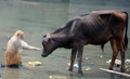 ネパール首都カトマンズ（Kathmandu）のBagamti川で水浴びするサルとウシ（2012年5月25日撮影）。(c)AFP/Prakash MATHEMA