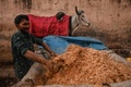 インドの首都ニューデリーで、毛布をかけた牛の隣で作業をする男性（2022年1月29日撮影）。(c)SAJJAD HUSSAIN / AFP
