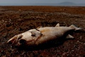 貯水量が大幅に減っているメキシコ・ハリスコ州のチャパラ湖で死んでいた魚（2024年6月6日撮影）。(c)Ulises Ruiz / AFP