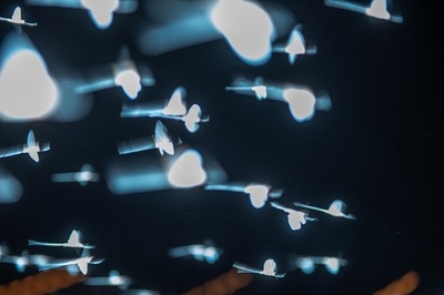 ドナウ川の川面を舞うカゲロウの群れ