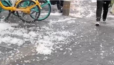 北京市の複数部門が連携して綿毛を防除