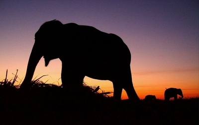 ヘロイン中毒のゾウ、3年間のリハビリで回復