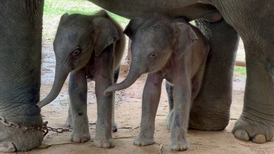 動画:アジアゾウの珍しい双子の赤ちゃん誕生 ミャンマー