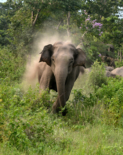 就寝中ゾウに襲われ家族5人死亡 インド