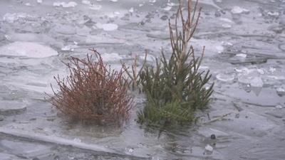 字幕:クリスマス後にツリーは海へ 生態系回復に一役 スウェーデン