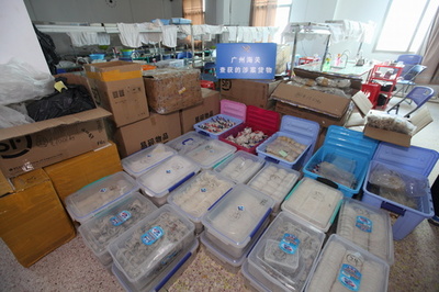 密輸「ツバメの巣」19トンを差し押え 中国・広州税関