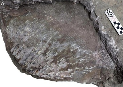 中国山西省で三畳紀最大のハイギョ化石を発見 全長約1.62メートル