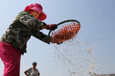 江蘇・連雲港はエビの季節