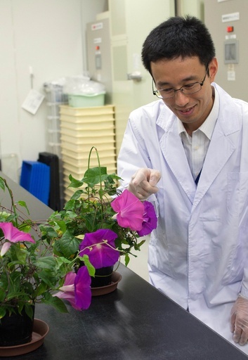 アサガオの花、老化させる遺伝子を発見 日本の研究