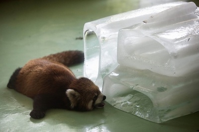 暑すぎる…！パンダもだれる連日40度超え、中国