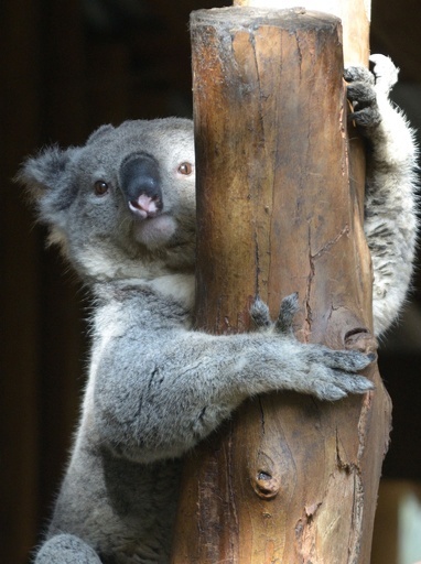 オスのコアラに別の声帯、求愛行動で利用 英研究