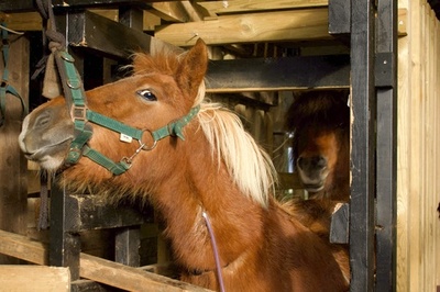 牝馬の「血液牧場」、動物愛護団体が非難 アイスランド